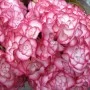 Suurelehine hortensia You & Me Miss Saori